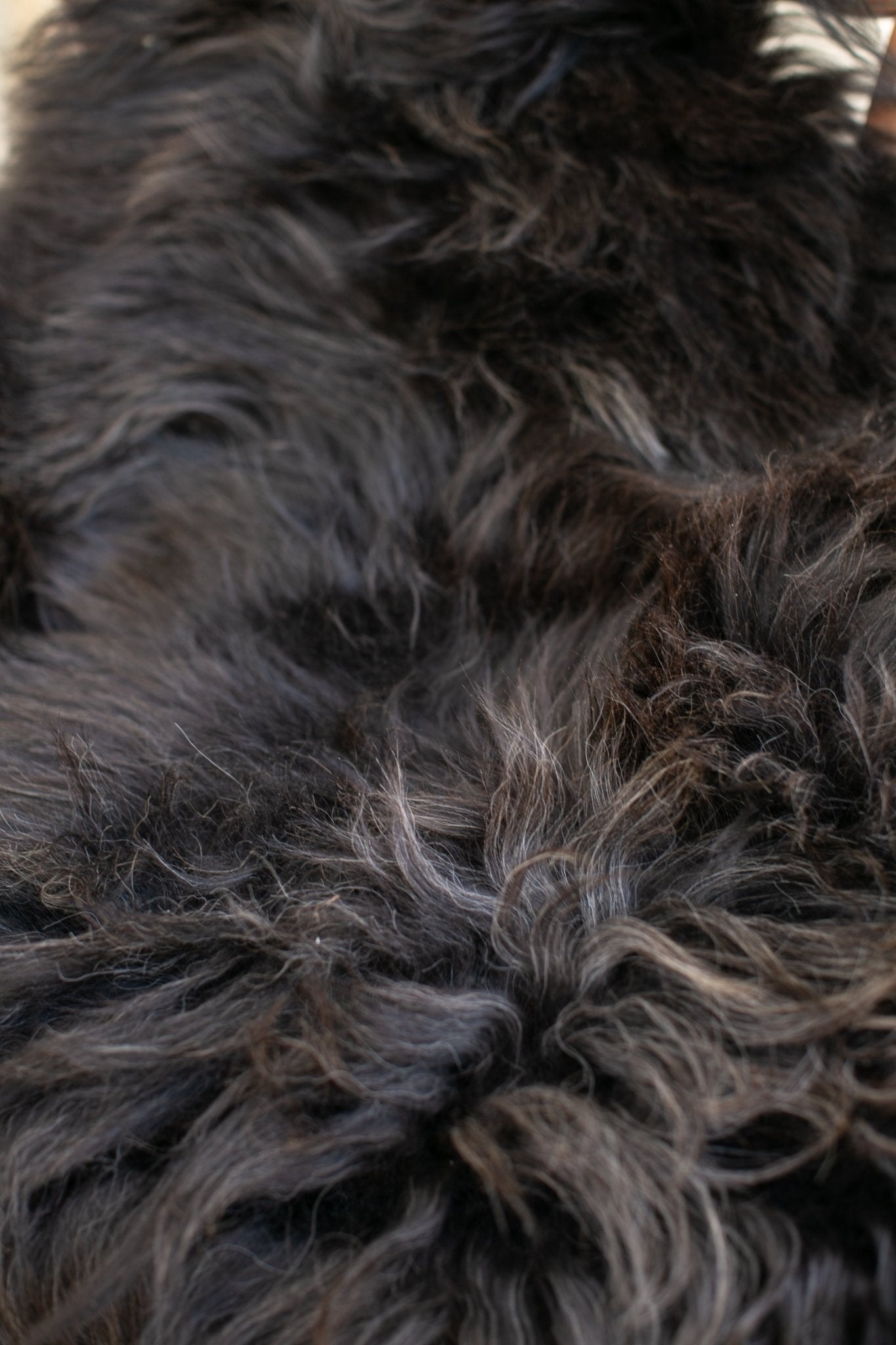 Icelandic Kolur