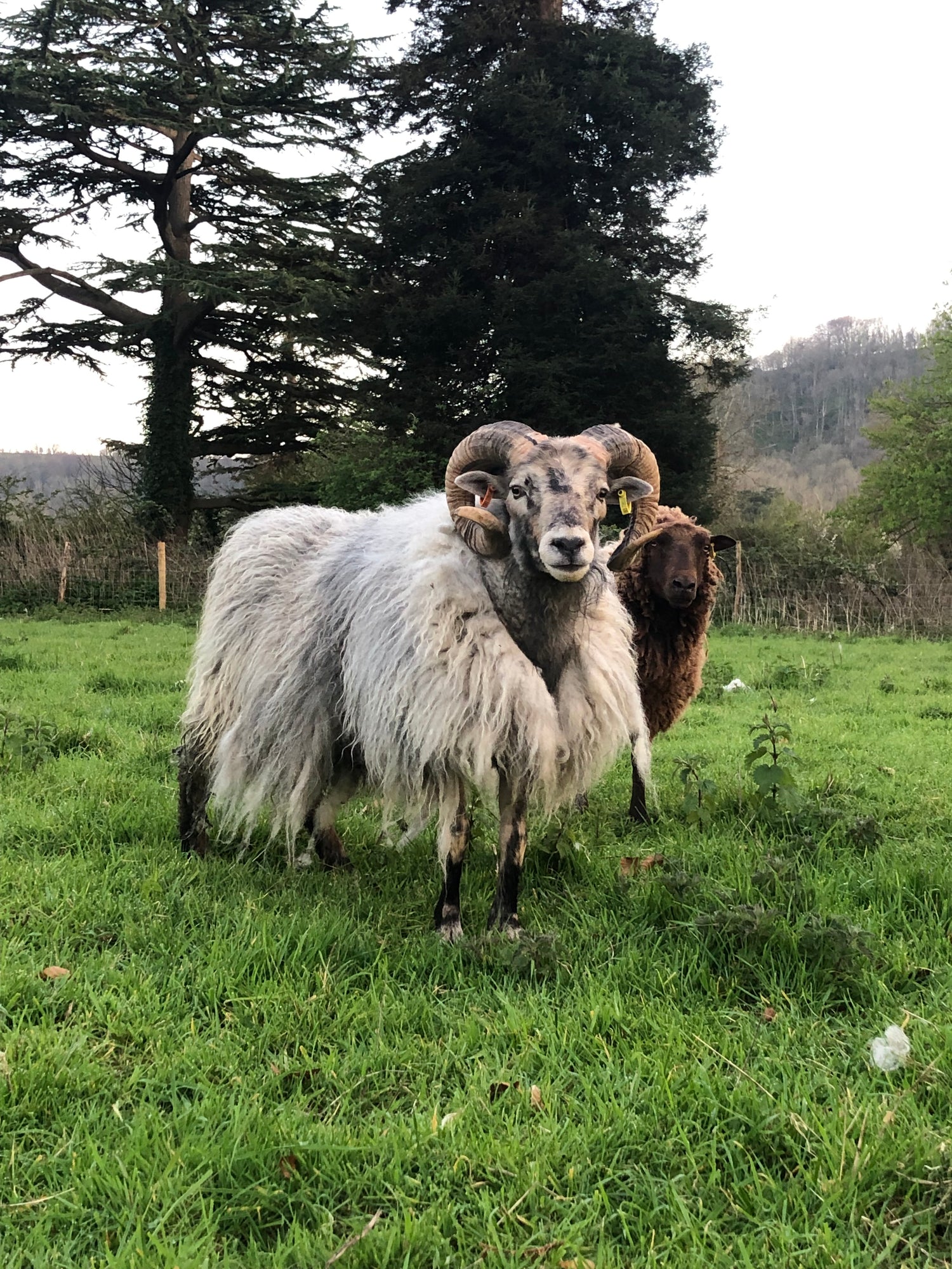 Two rams standing on a grassy field with trees in the background
