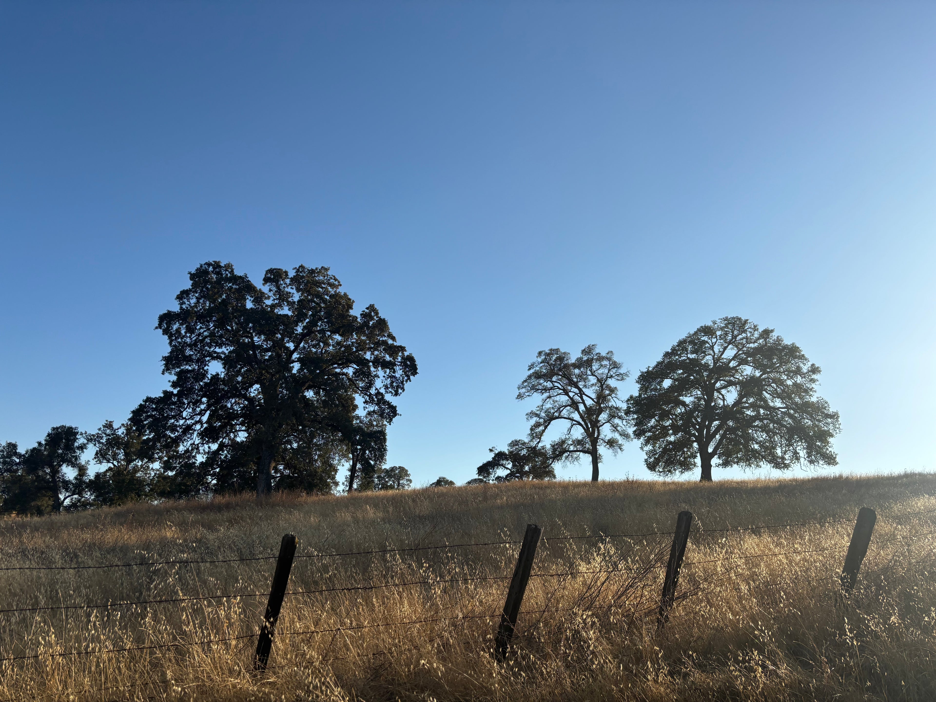 Barbed wire fence with trees in the background under a clear blue sky