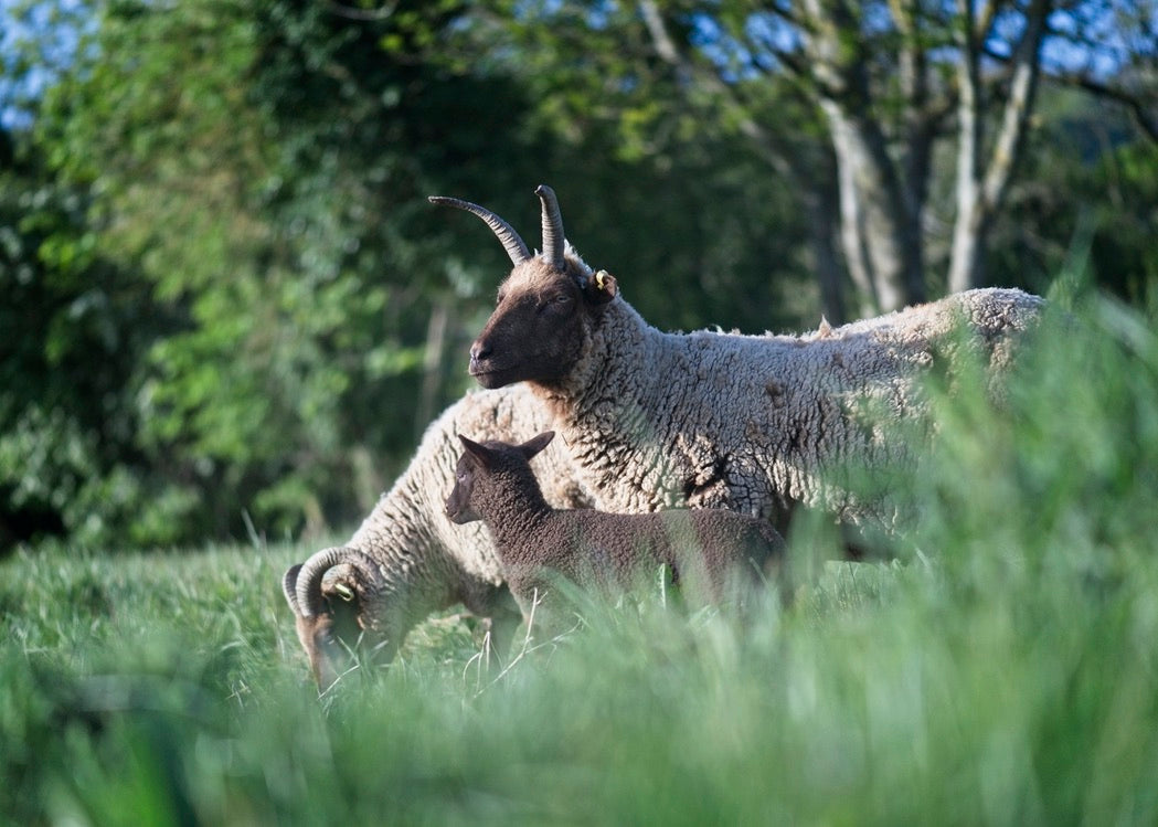 Two sheep and lamb from UK
